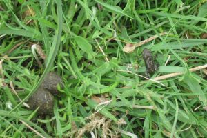 Natterjack toadlet with rabbit droppings for scale The Fresh and the Salt - Ann Lingard, UK