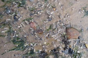 Mason worms, Lanice, construct their own tubes out of sand and shells The Fresh and the Salt - Ann Lingard, UK