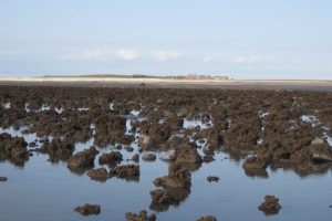 Honeycomb-worm reefs on Matta scaur The Fresh and the Salt - Ann Lingard, UK