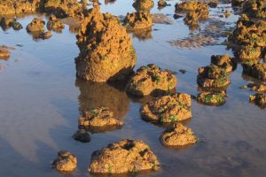 High-rise blocks of honeycomb-worm tubes The Fresh and the Salt - Ann Lingard, UK