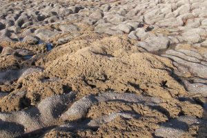 Mounds of honeycomb-worm tubes at Fleswick Bay The Fresh and the Salt - Ann Lingard, UK