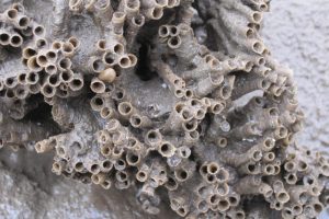 The perfectly-formed sandy tubes of Sabellaria The Fresh and the Salt - Ann Lingard, UK