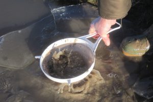 Hunting mudshrimps on an icy day The Fresh and the Salt - Ann Lingard, UK