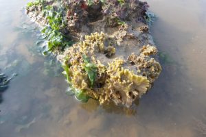 Breadcrumb sponge, Halichondria, on worm reef The Fresh and the Salt - Ann Lingard, UK