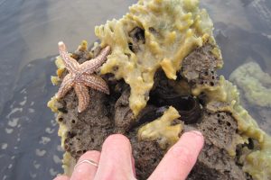 Starfish, breadcrumb sponge & butterfish on Sabellaria reef The Fresh and the Salt - Ann Lingard, UK