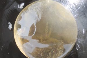 Hydroid colonies & barnacles seen through the bathyscope The Fresh and the Salt - Ann Lingard, UK