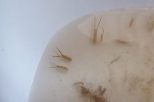 A dishful of mudshrimps, Corophium The Fresh and the Salt - Ann Lingard, UK