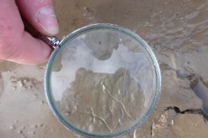 The 'juddering trails' of mudshrimps on the surface The Fresh and the Salt - Ann Lingard, UK