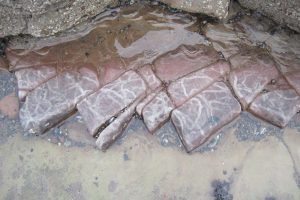 Winkle trails at Parton The Fresh and the Salt - Ann Lingard, UK