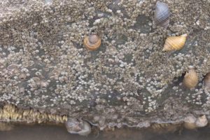 Dogwhelks, Nucella, mating & laying eggs The Fresh and the Salt - Ann Lingard, UK