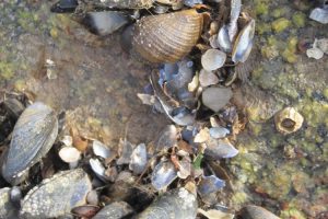 Dogwhelk, Nucella, preying on a mussel The Fresh and the Salt - Ann Lingard, UK