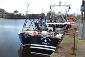 Trawler with a catch of Norway lobster, Nephrops, at Whitehaven The Fresh and the Salt - Ann Lingard, UK
