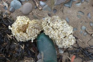 Ball of egg-capsules of the Common Whelk, Buccinum The Fresh and the Salt - Ann Lingard, UK