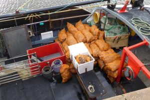 Bait for Common Whelks - crabs and dogfish The Fresh and the Salt - Ann Lingard, UK