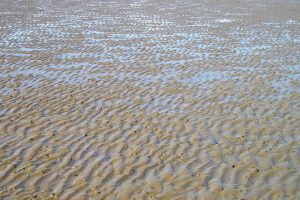 Lugworm, Arenicola, burrows in the sand The Fresh and the Salt - Ann Lingard, UK