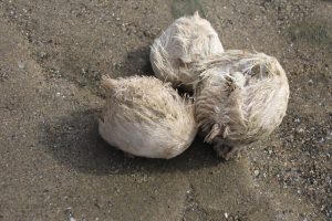 Heart urchins, Echinocardium, burrow in the sand The Fresh and the Salt - Ann Lingard, UK