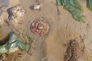 A burrowing sea-anemone, Urticina, 'hides' itself with shell fragments The Fresh and the Salt - Ann Lingard, UK