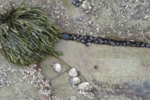 Winkles, Littorina, settle on rocks and pebbles The Fresh and the Salt - Ann Lingard, UK
