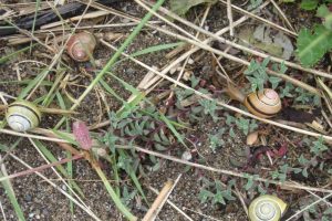 Banded snails, Cepaea, on the dunes