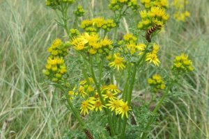 Cinnabar caterpillars on ragweed on the dunes
